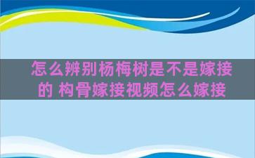 怎么辨别杨梅树是不是嫁接的 构骨嫁接视频怎么嫁接